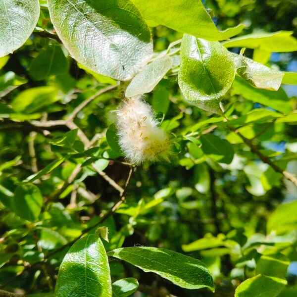 Salix hastata Fruto