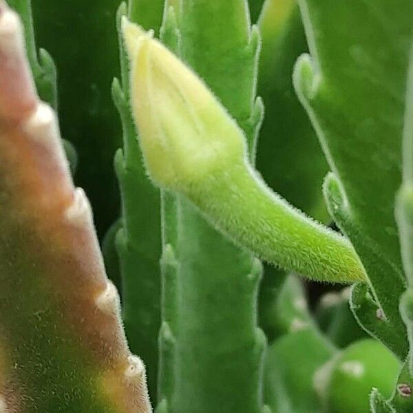 Stapelia gigantea Blüte