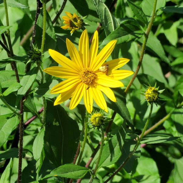 Helianthus tuberosus Bloem