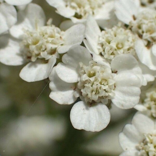 Achillea odorata 花