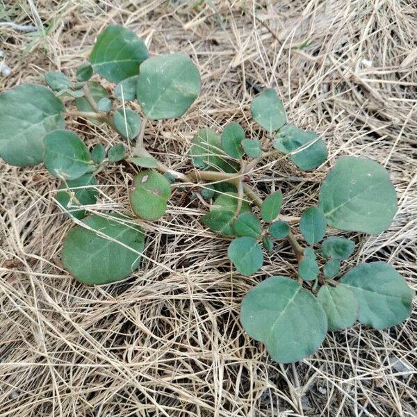 Trianthema portulacastrum Frunză