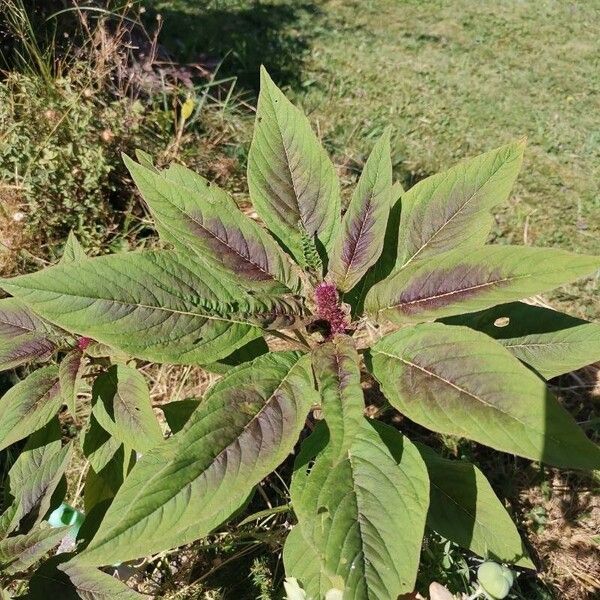 Amaranthus hypochondriacus Leaf