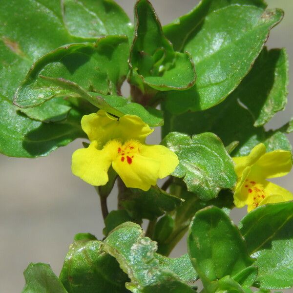 Mimulus glabratus Λουλούδι
