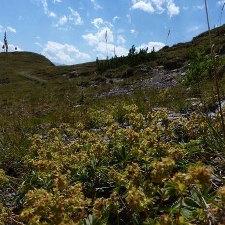 Alchemilla subsericea Habit