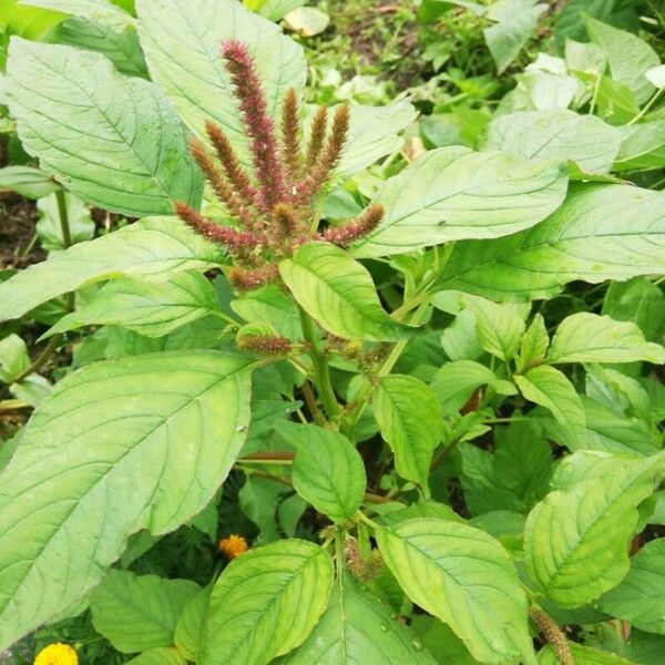 Amaranthus hybridus ᱵᱟᱦᱟ