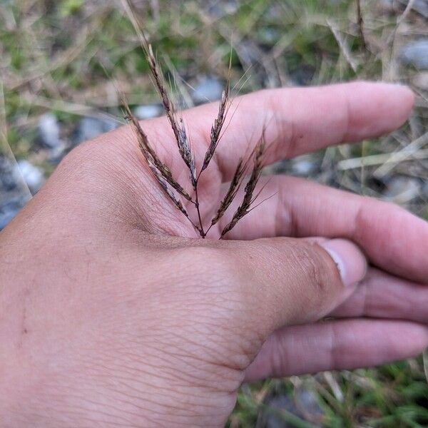 Bothriochloa bladhii Kukka