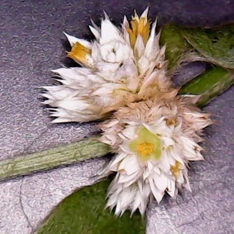 Alternanthera ficoidea Flower