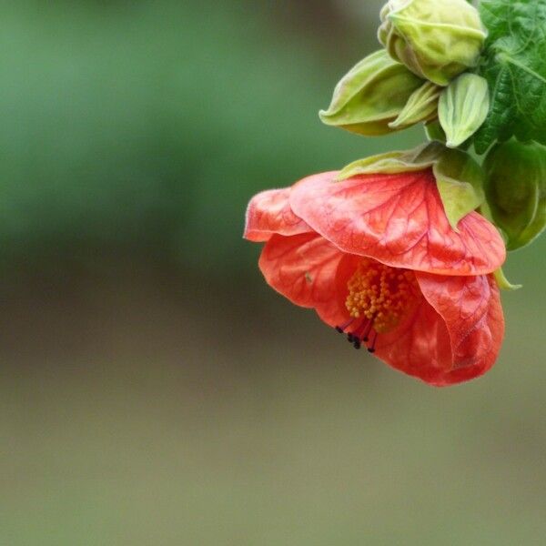 Abutilon striatum Flower