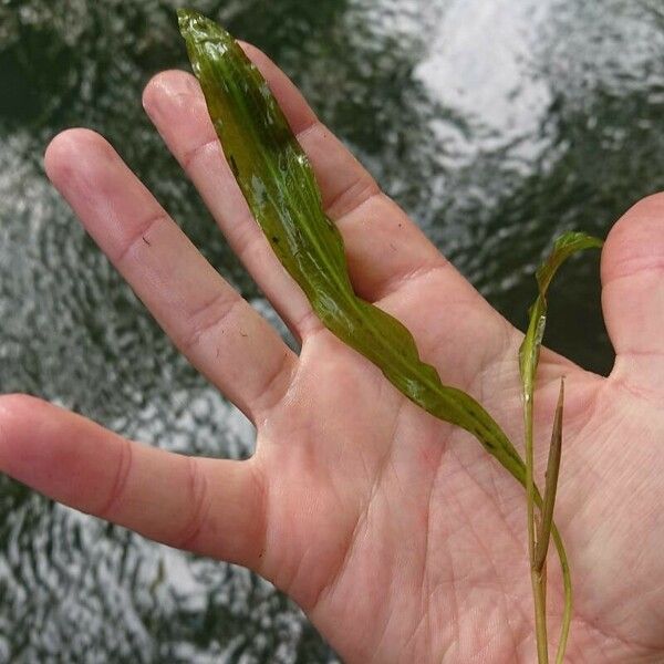 Potamogeton lucens Leaf