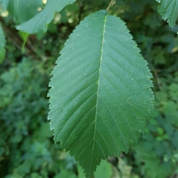 Ulmus glabra Fuelha