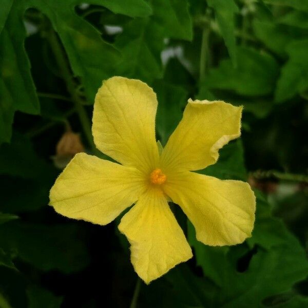 Momordica charantia Flower