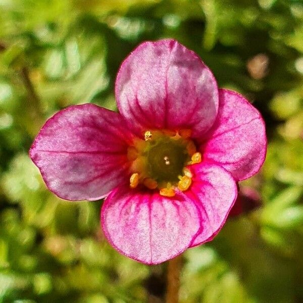 Saxifraga tridactylites Flors