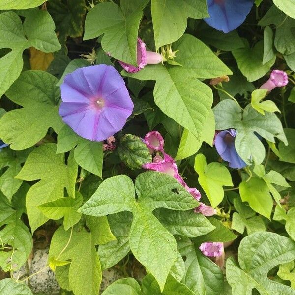 Ipomoea purpurea Цветок