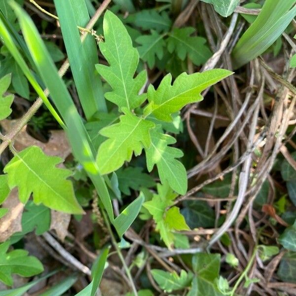 Solanum carolinense Ліст