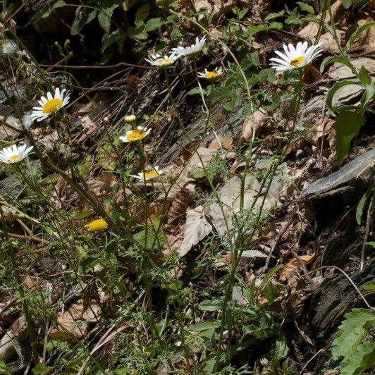 Leucanthemum monspeliense Habitus