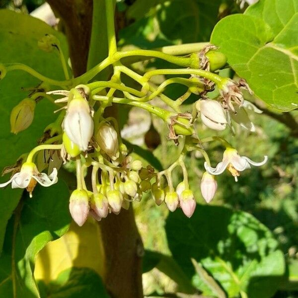 Solanum betaceum Fiore