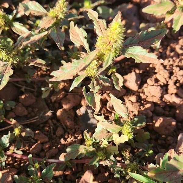 Amaranthus tortuosus Çiçek