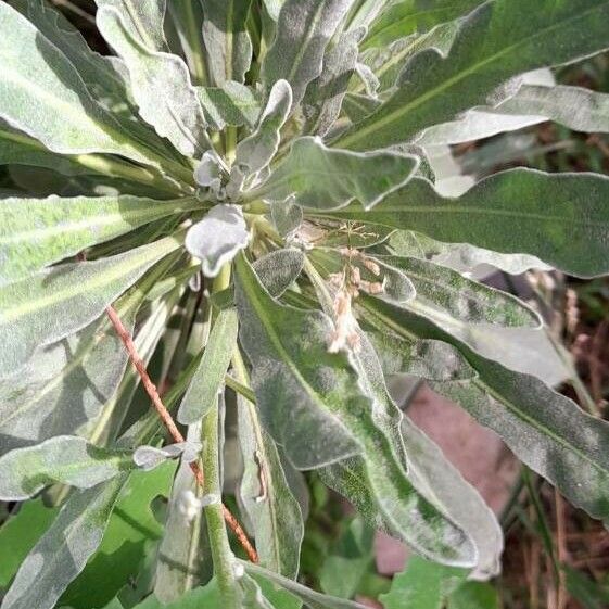 Matthiola incana Feuille