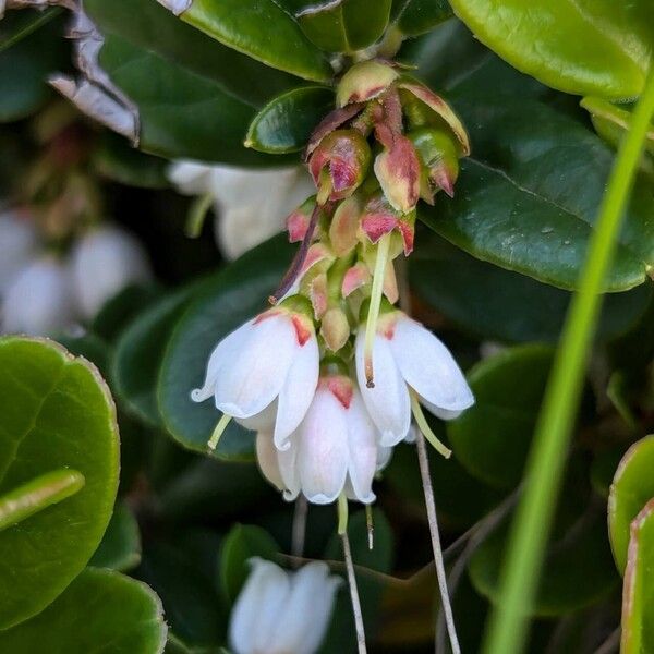 Vaccinium vitis-idaea Floare