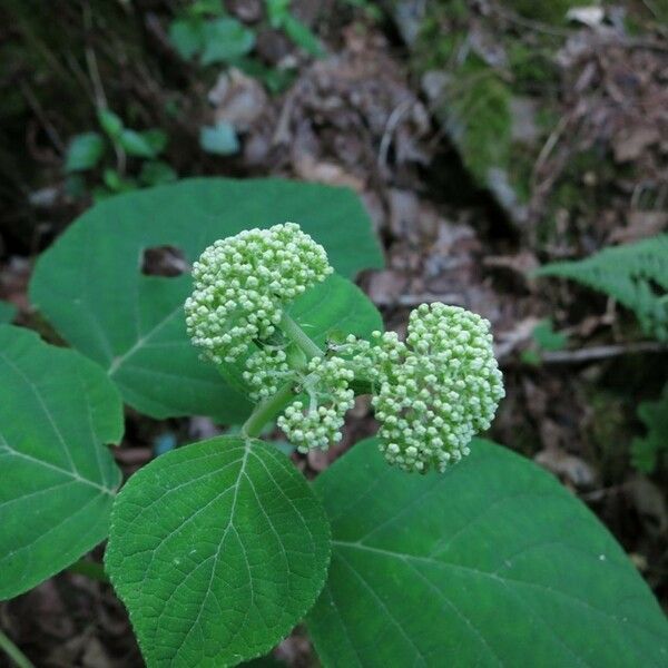 Hydrangea cinerea Vivejo