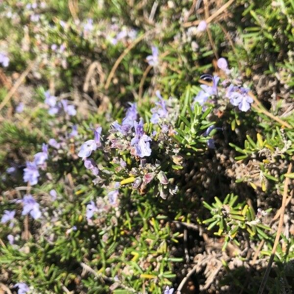 Rosmarinus eriocalyx Flower