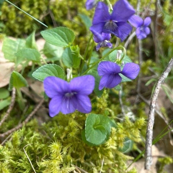 Viola riviniana ফুল