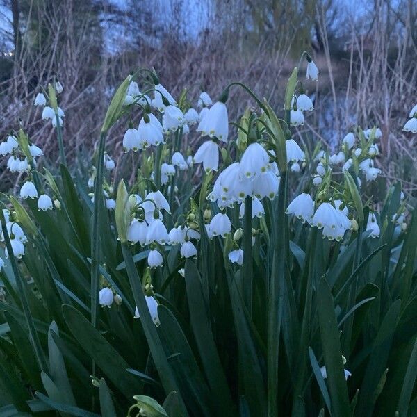 Leucojum aestivum Flors