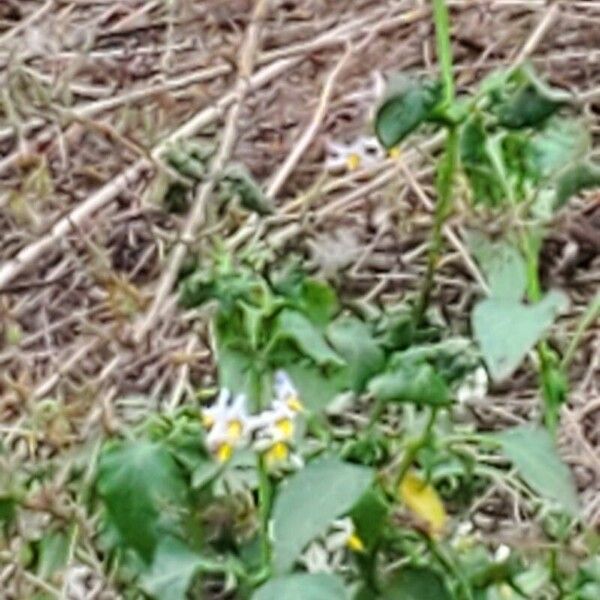 Solanum douglasii Flower