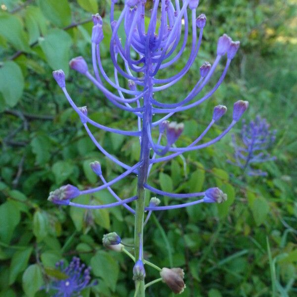 Muscari comosum Cvet