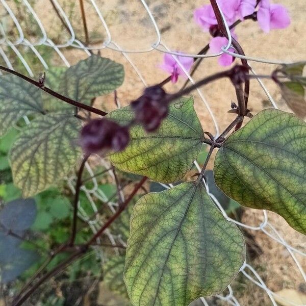 Lablab purpureus Blad