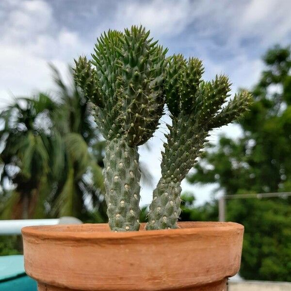 Austrocylindropuntia cylindrica Liść