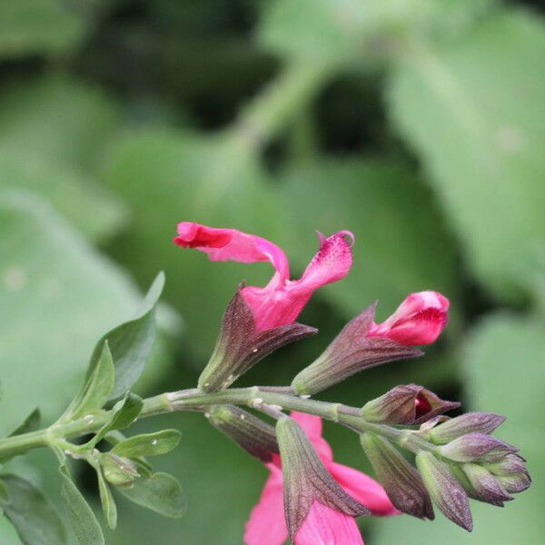 Salvia × jamensis Flors