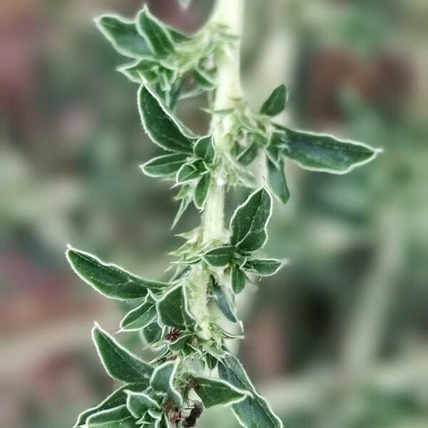 Amaranthus blitoides Folio