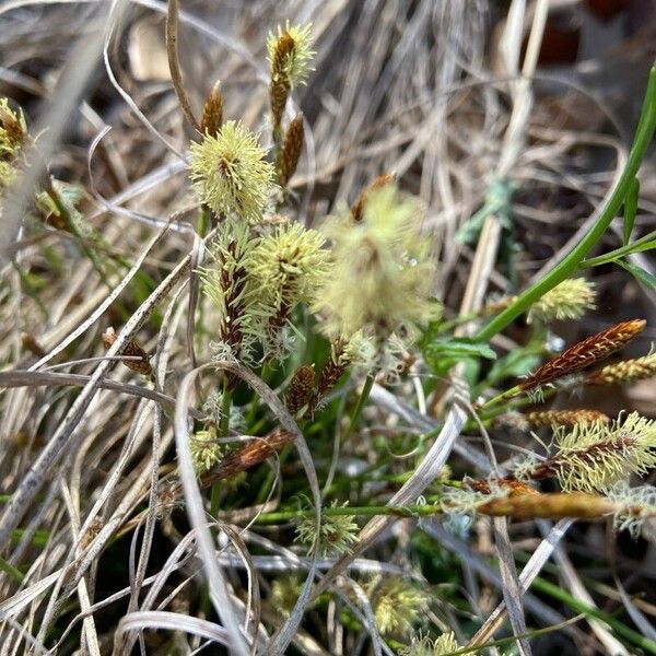 Carex pensylvanica Fiore