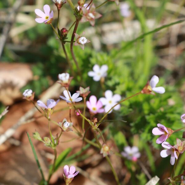 Androsace chaixii फूल