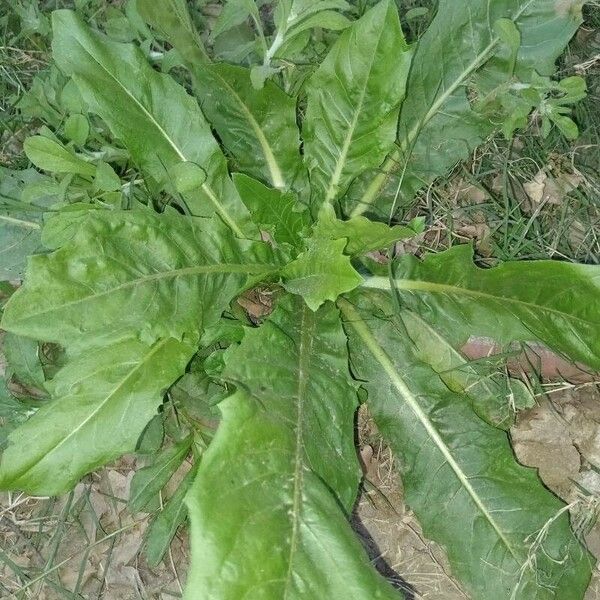 Cichorium intybus ഇല