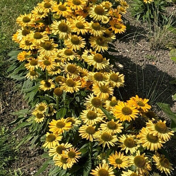 Echinacea purpurea Çiçek