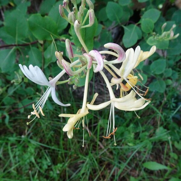 Lonicera etrusca Žiedas