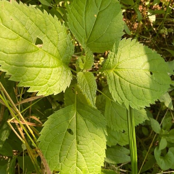 Ageratina altissima Листок