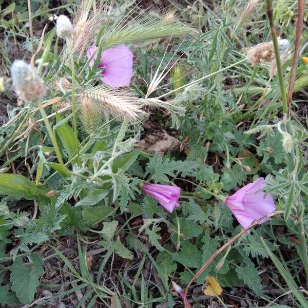 Convolvulus althaeoides Цветок