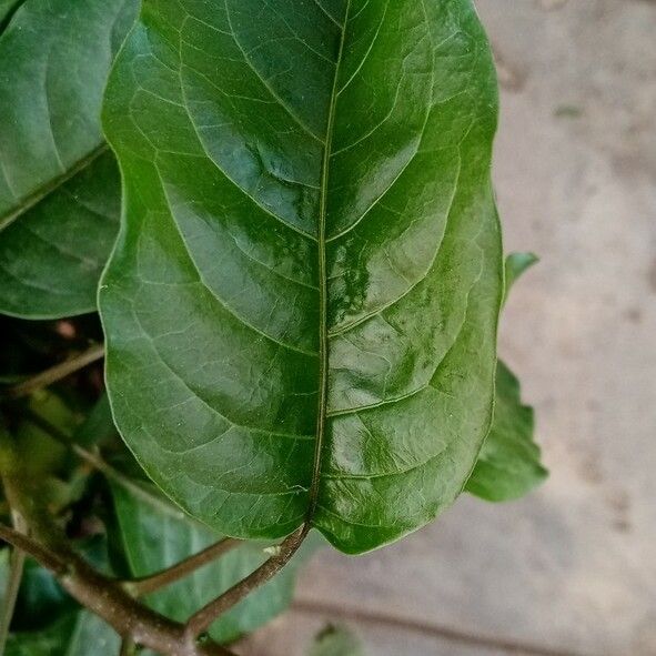 Solanum wendlandii Лист