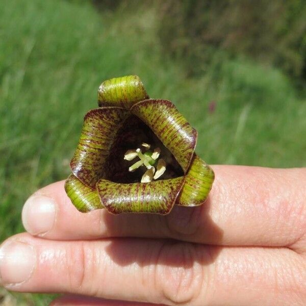 Fritillaria lusitanica Цвят