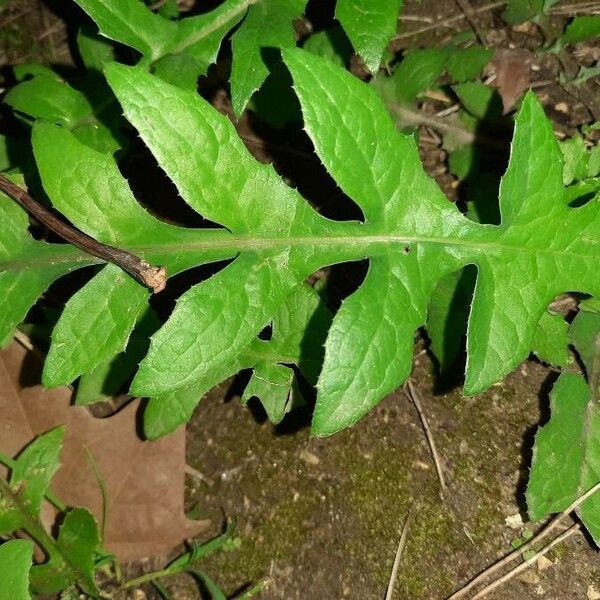 Sonchus oleraceus Liść