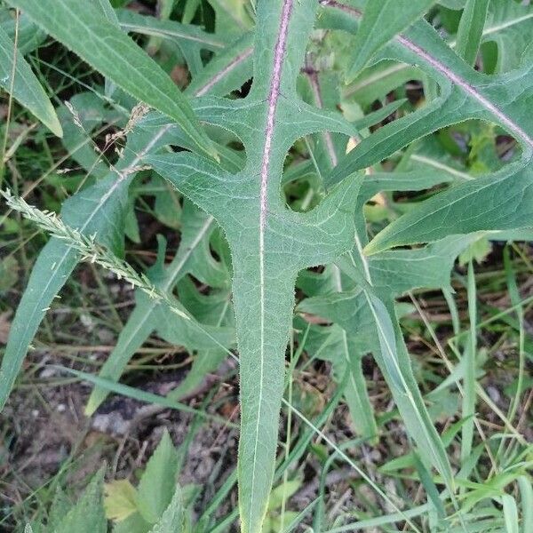 Sonchus palustris 葉