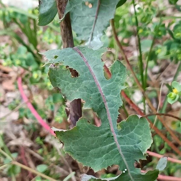 Lactuca virosa Foglia