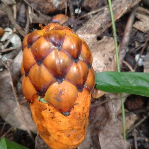 Raphia farinifera Fruit