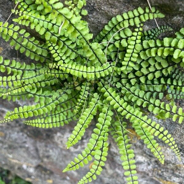 Asplenium trichomanes 叶