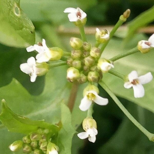 Calepina irregularis Blomst