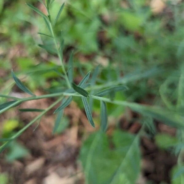 Linum lewisii Frunză