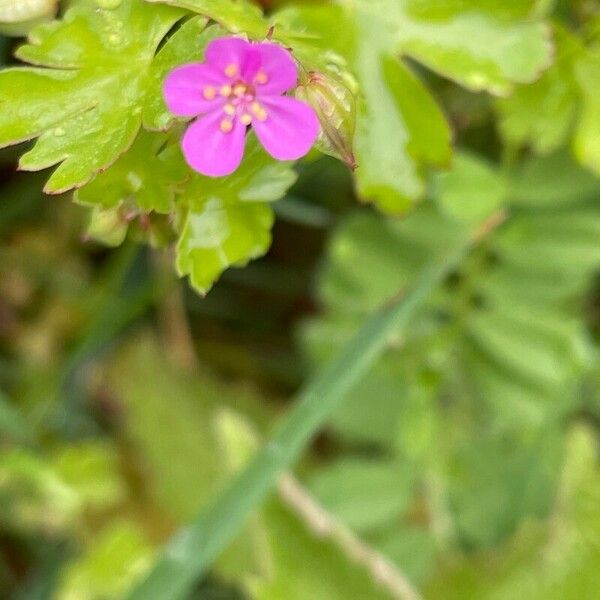 Geranium molle Kvet